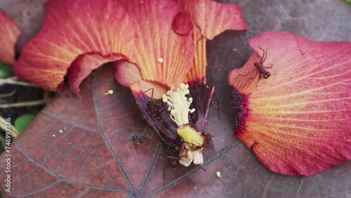 Top view close-up of a small group of red ants cutting and foraging on a fallen red hibiscus flower photo