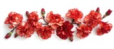 A collection of vibrant red carnation flowers displayed against a clean white background. The petals of the flowers stand out brilliantly, creating a striking visual contrast.