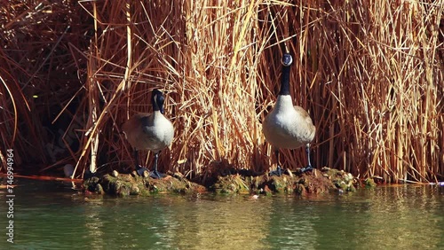 Morning gaggle in southwest  wetlands photo