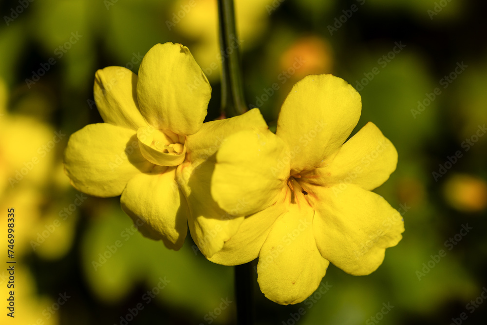 flower of Jasminum Mesnyi called jasmine cultivated in a garden flower of Jasminum Mesnyi called jasmine cultivated in a garden