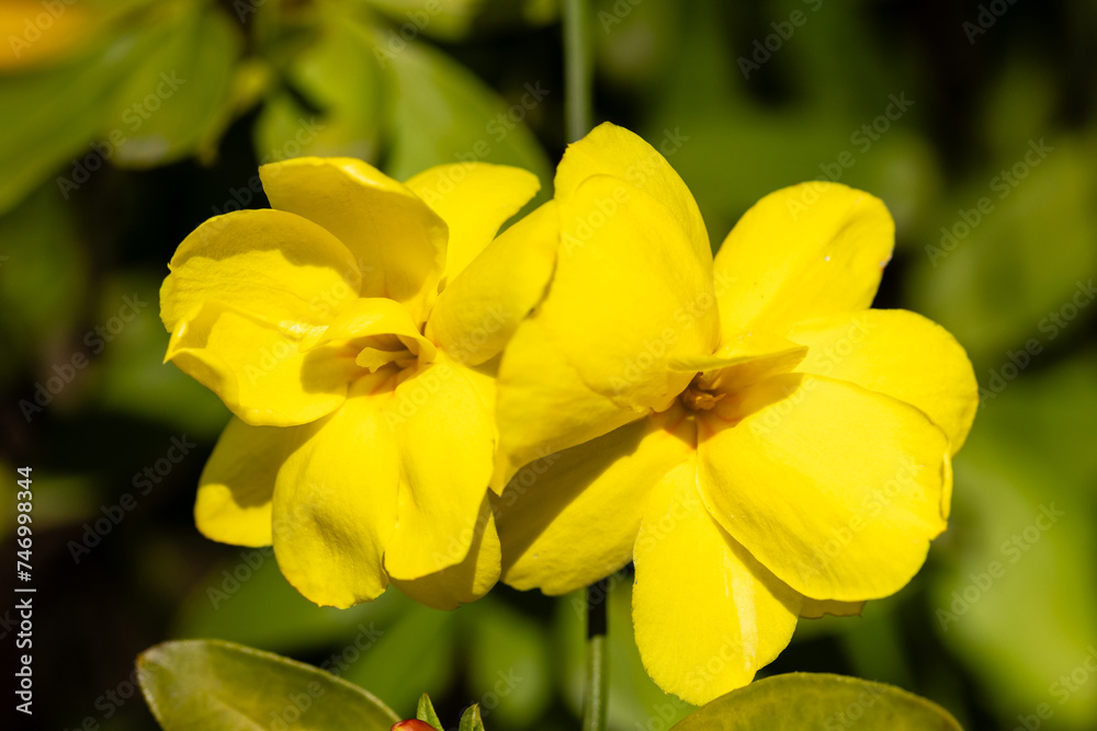 flower of Jasminum Mesnyi called jasmine cultivated in a garden flower of Jasminum Mesnyi called jasmine cultivated in a garden