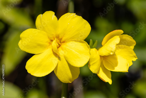 flower of Jasminum Mesnyi called jasmine cultivated in a garden photo