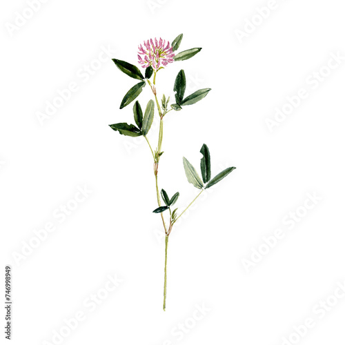 watercolor drawing plant zigzag clover of with leaves and flowers isolated at white background, Trifolium medium, natural element, hand drawn botanical illustration photo