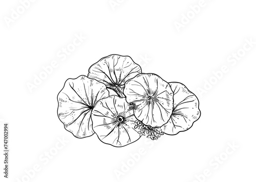 Hand drawn sketch black and white illustration of gotu kola, Centella asiatica, flower, leaf. Vector illustration. Elements in graphic style label, sticker, menu, package. Engraved style.