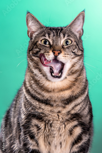 portrait of a cat smiling