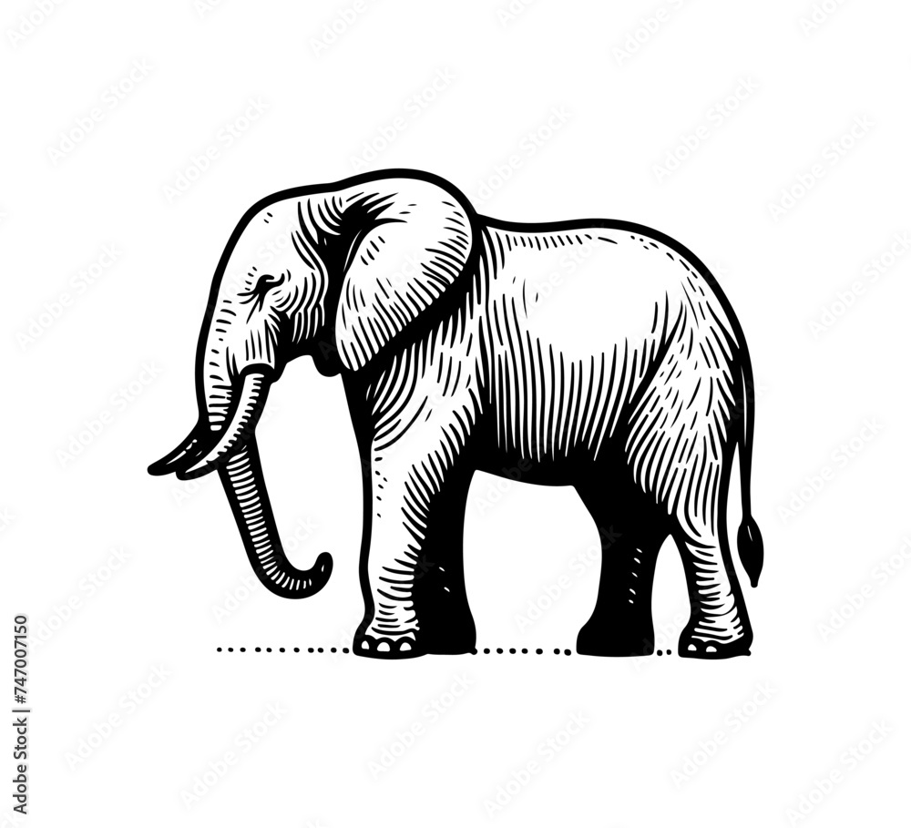 african elephant hand drawn vector illustration