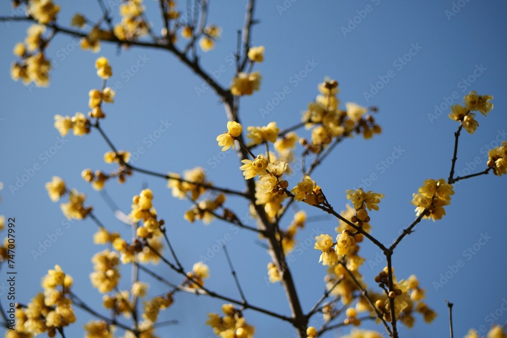 蝋梅の花 蝋梅の花