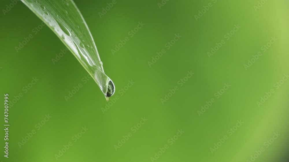 Close up shot of rain water droplets dripping on the green leaves.  green leaves in the rain in nature. 