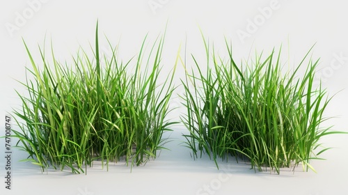 A single 3D-illustrated wild meadow grass is prominently featured on a white background