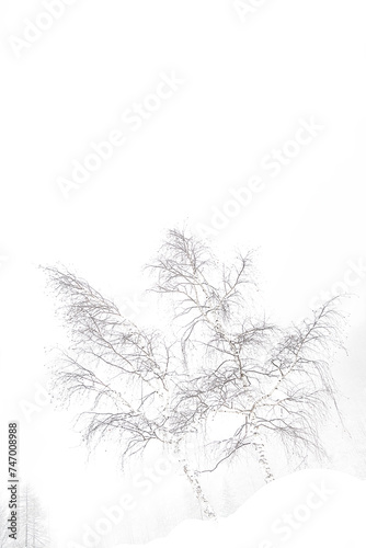 Snow covered trees, fine art photography of birches in the wild Alps