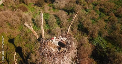 Fly over stork bird sitting on foliage nest on top of tree in summer season sun shine mid day in nature landscape wonderful scenic aerial shot wildlife attraction tourist landmark observe birds Iran