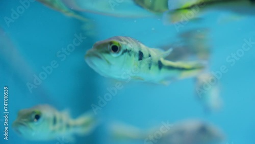 Small young butterfly peacock bass fish swimming in aquarium
 photo
