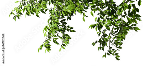 Verdant leafy canopy overhead on transparent backgrounds 3d render png photo