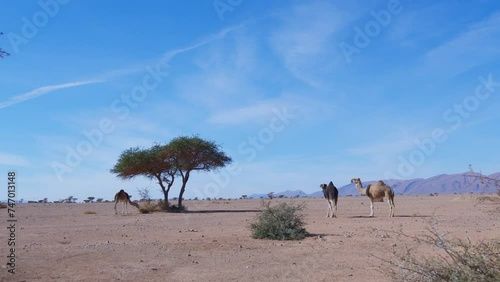 Dromedarys in westsahara, mauritania and morocco photo