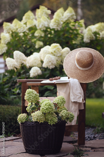Patio decorated with blooming hydrangeas paniculata and wooden armchair. Summer garden view. Backyard relax area.