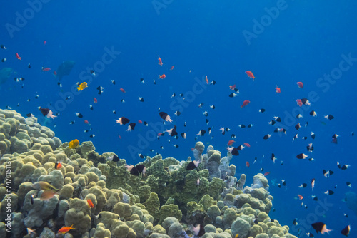 thousands of little different fishes over corals during diving