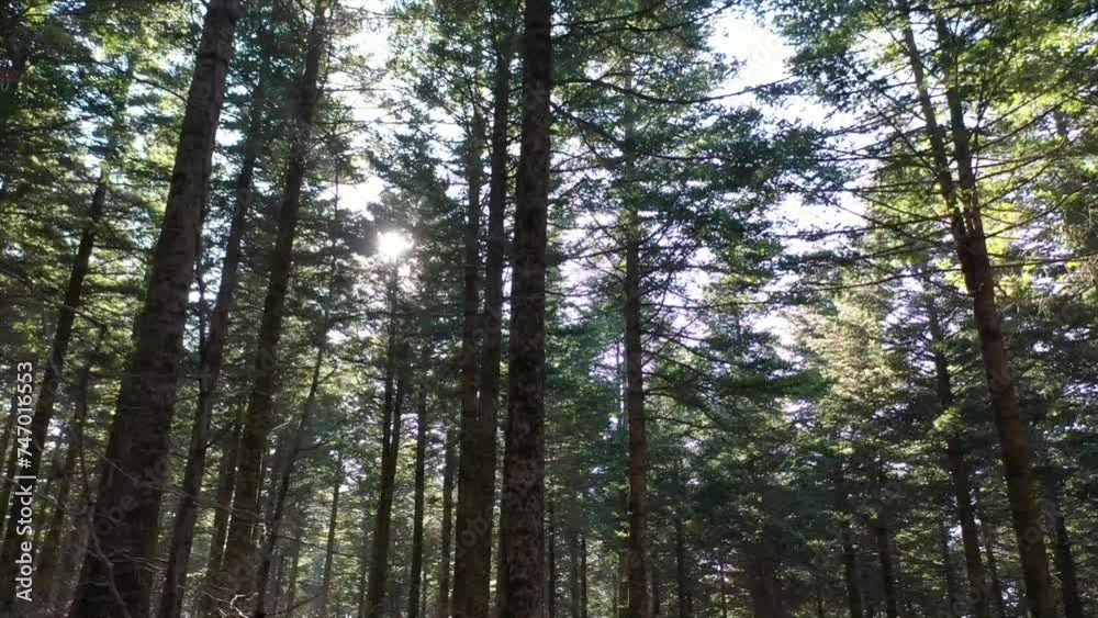 Shooting Korea's Beautiful Winter Forest with a Drone Shooting Korea's Beautiful Winter Forest with a Drone