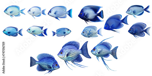 Collection of blue fish isolated on a white background as transparent PNG photo