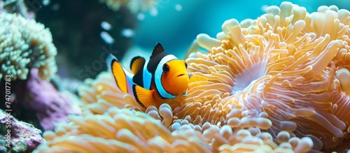 A vertebrate clown fish is swimming underwater in a coral reef, surrounded by marine wildlife such as anemone fish and vibrant coral. © TheWaterMeloonProjec