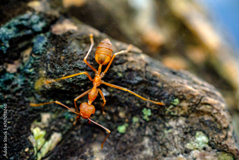a portrait of red ants walking slowly a portrait of red ants walking slowly