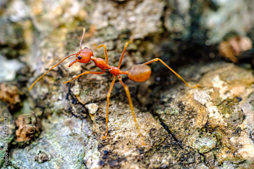 a portrait of red ants walking slowly  © vierundsieben
