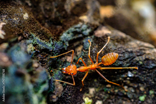 a portrait of red ants walking slowly 