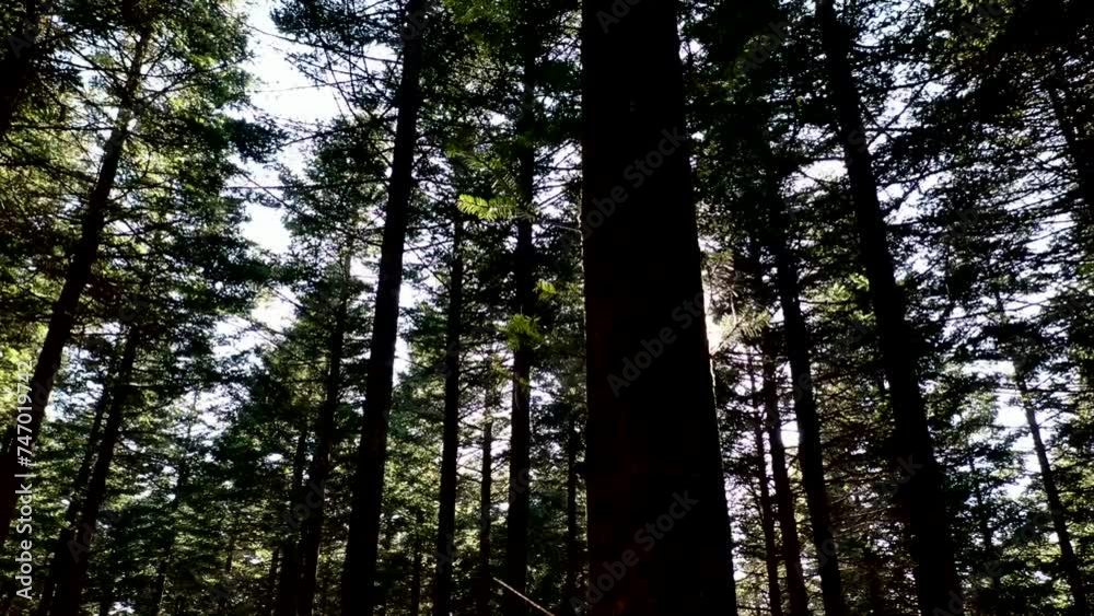 Shooting Korea's Beautiful Winter Forest with a Drone Shooting Korea's Beautiful Winter Forest with a Drone