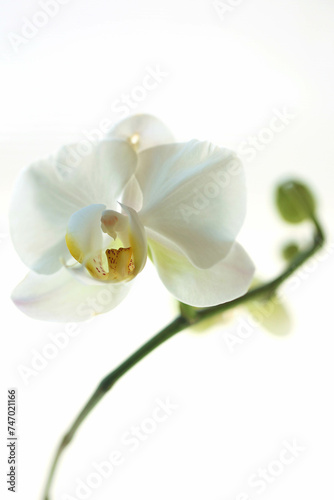 白い胡蝶蘭のクローズアップ © michikodesign