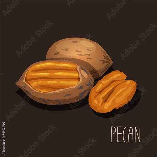 Vector illustration with pecan nut.
