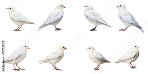 Collection of white bird isolated on a white background as transparent PNG