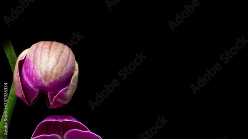 time lapse of opening a bud of a crimson orchid on a black background, beautiful flower close-up, macro photography