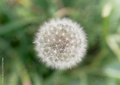 dandelion fluff                      