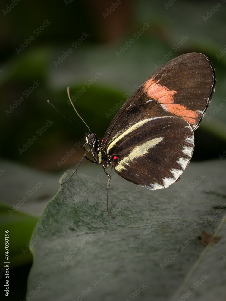 Obraz premium Beautiful nature scene with tropical butterfly. Macro shot of tropical butterfly on the leaf. Tropical Butterfly in the nature habitat.