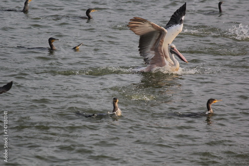 White pelican bird ready to fly on beach