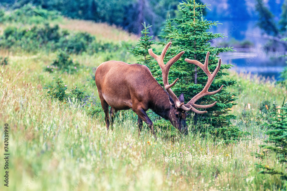 Elk with big antlers walking on a meadow in the wilderness Elk with big antlers walking on a meadow in the wilderness
