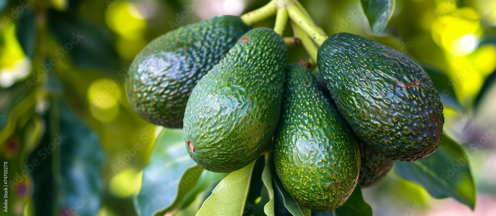 Ripe Avocados Hanging from a Lush Tree in a Sunny Orchard Ripe Avocados Hanging from a Lush Tree in a Sunny Orchard
