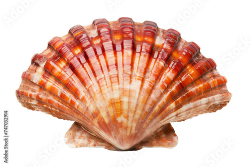 Scallop Shell Charms on Transparent Background.