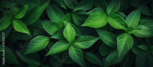 Detailed view of lush green leaves from a plant in a garden, illuminated by natural light with subtle shadows. The leaves are in varying shades of green, showcasing intricate veins and textures.