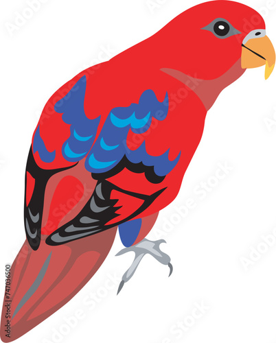 Red lory - vector illustration photo