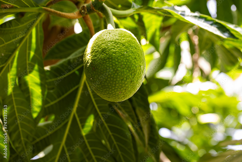 Breadfruit (Artocarpus altilis) tree with fruits. Breadfruit originated in the South Pacific and was eventually spread to the rest of Oceania.