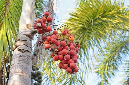 Areca catechu is a species of palm which grows in much of the tropical Pacific, Asia, and parts of east Africa. The palm is native to the Philippines photo