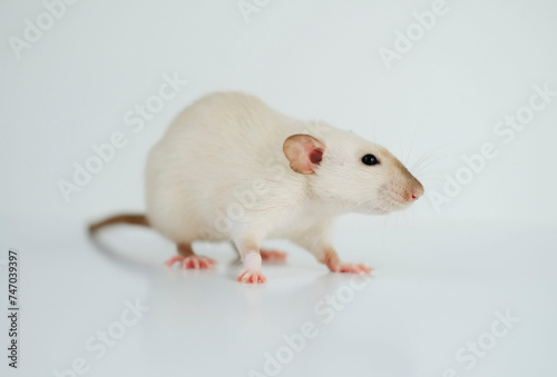Domestic cute white rat on white background. Favorite pets concept