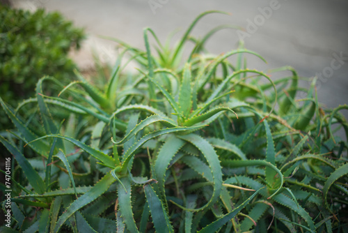 Aloe Vera plant closeup. Shallow DOF.