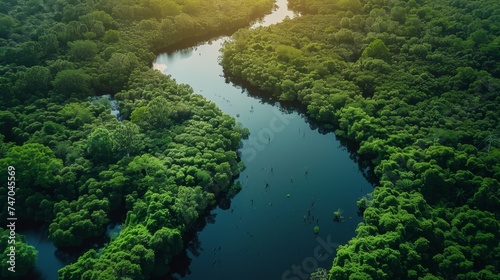 Aerial View of Sunlight Piercing Through Lush Mangroves