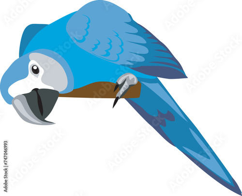 Spix´s macaw - vector illustration photo