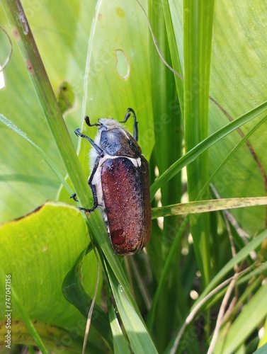 Cockchafer on a green plant