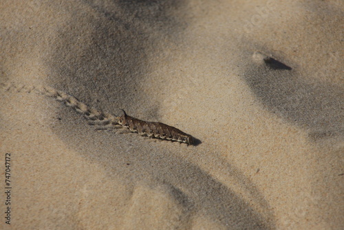 The caterpillar of a butterfly runs across the beach and leaves its trail behind
