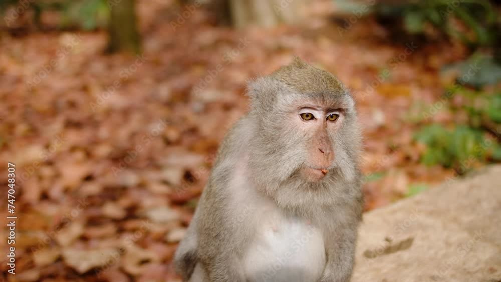 a monkey peels peanuts and eats them, close-up view a monkey peels peanuts and eats them, close-up view