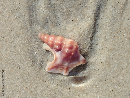 Pelican foot (Aporrhais pespelecani) a sea snail from the Atlantic lies on the beach at low tide