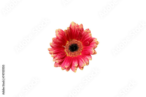 PNG, pink flowers, isolated on white background.